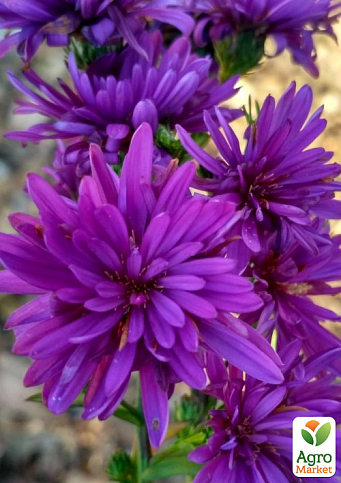 Айстра ново-бельгійська "Henry I Purple" (С1,5 висота 20-30см) - фото 3