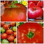 Комплект насіння томатів "Країна томатів" 5уп