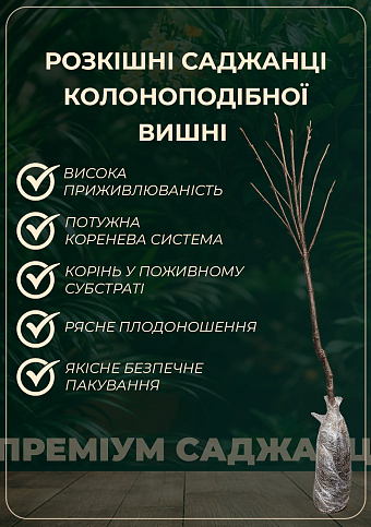 Вишня колоновидная "Королева" (крупноплодный сорт, средний срок созревания) - фото 3