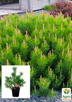 Сосна горная "Мугус" (Pinus mugo Mughus) С3, высота 20-30см1