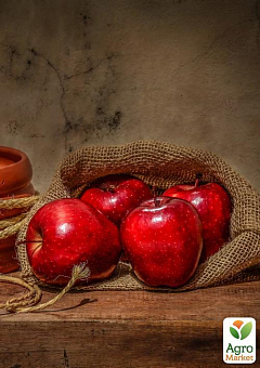 Яблоня "Рихард" (зимний сорт, поздний срок созревания)20
