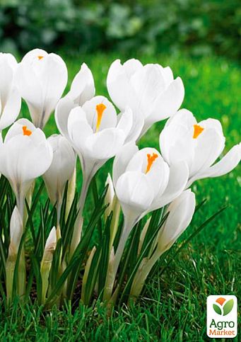 Крокус белый "Jeanne dArk" (крупноцветковый) укорененный - фото 3