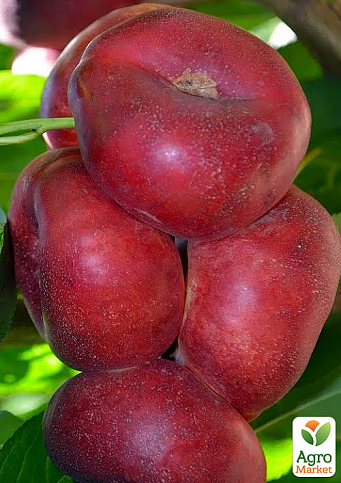 Нектарин инжирный пирамидальный "Концеттина" 1саженец в упаковке.