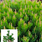 Сосна гірська «Мугус» (Pinus mugo Mughus) S3, висота 20-30см