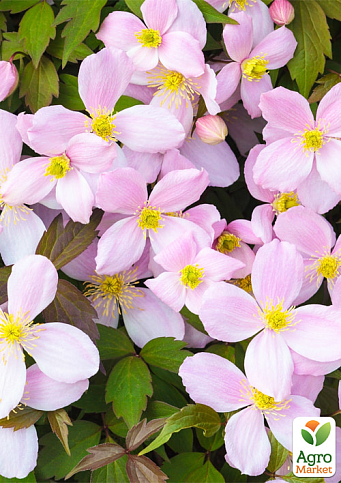 LMTD Клематис 2-х річний "Montana" (висота 40-60 см) - фото 5