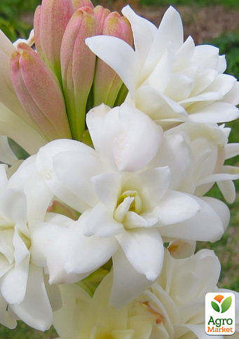 Тубероза "The Pearl" (Царица Ароматов) размер 10+ - фото 2