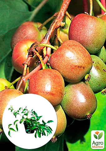 Актинидия 2-х летняя аргута "Баерн-Киви" (мини-киви, морозостойкий сорт) вазон С2, высота 45-85см