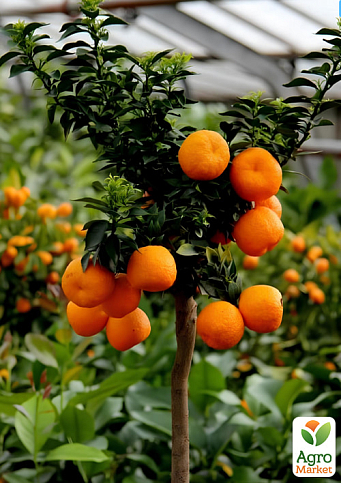 LMTD Мандарин на штамбе с плодом 5-и летний "Chinotto" высота 50-70см