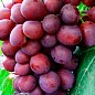 Виноград "Пам'яті Вчителя" (сверхранний термін дозрівання, ягоди не тріскаються і дуже великі) купить