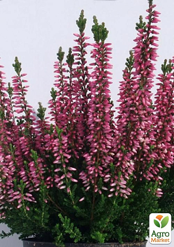 Верес звичайний "Meike" - фото 6