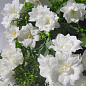 Кампанула махрова "Double White"