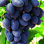 Виноград "Гала" (ранній термін дозрівання, стійкий до захворювань і заморозків)
