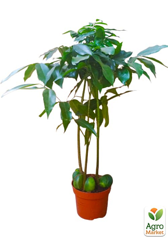 LMTD Каштан комнатный 3-х летний "Magnifico" (40-60см) - фото 5