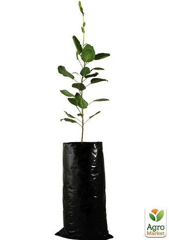 Эксклюзив! Фисташка "Амелия" (Amelia) (высокоурожайный, морозостойкий сорт) - фото 6