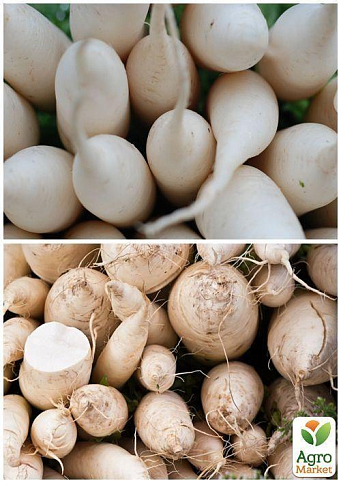 На вагу Редька "Мюнхен бір" ТМ "Весна" ціна за 10г - фото 2