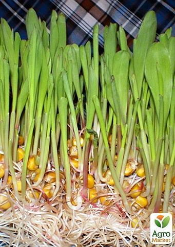 Микрозелень "Кукуруза" (в банке) ТМ "Твоя Зеленая Весна" 30г - фото 3