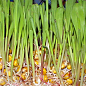 Мікрозелень "Кукурудза" (у банці) ТМ "Твоя Зелена Весна" 30г цена