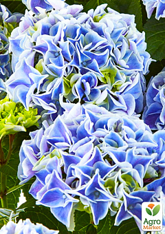 LMTD Гортензия крупнолистная цветущая 3-х летняя "Saxon Candy Heart Blue" (30-40см)14