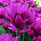 Тюльпан "Night Club" (многоцветковый) 