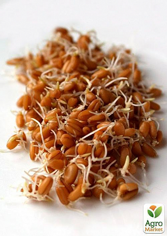 М'яка пшениця для пророщування органічного походження ТМ "Green Vitamin" 250г