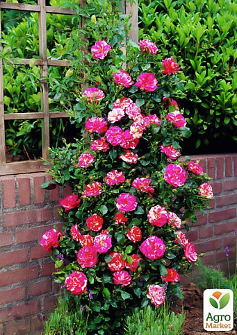 Троянда плетиста "Твіст" (саджанець класу АА +) вищий сорт - фото 3