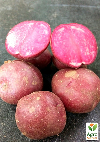 Картофель "Хортица" семенной, поздний, с розовой мякотью (1 репродукция) 0,5кг - фото 2