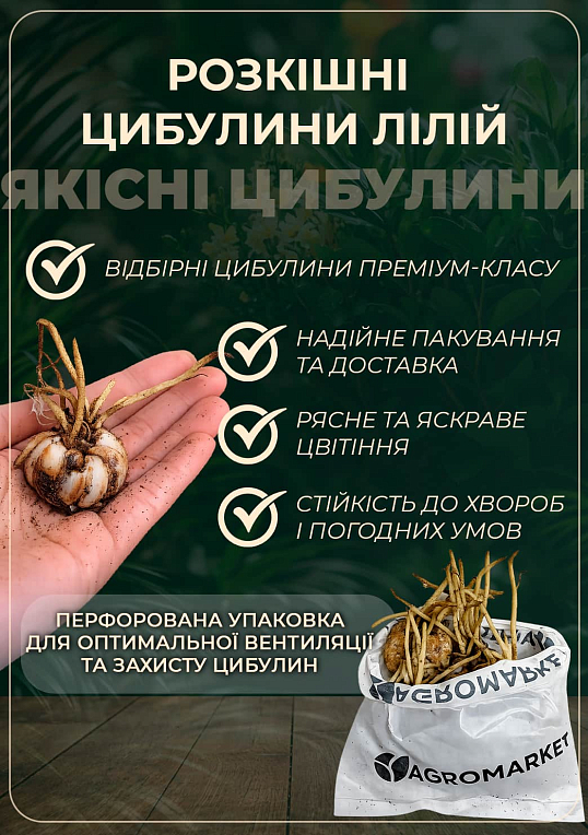 Лілія "Candy Club" (Гігантська квітка) - фото 2