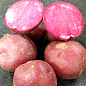 Картофель "Хортица" семенной, поздний, с розовой мякотью (1 репродукция) 0,5кг купить
