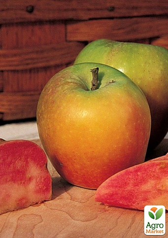 Яблоня "Хидден Роуз" (осенний сорт, среднего срока созревания) - фото 4