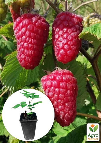 Малина (In vitro) "Przehyba" укорененная в контейнере (ультраранняя, крупноягодная, сладкая)