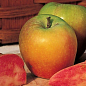Яблоня "Хидден Роуз" (осенний сорт, среднего срока созревания)