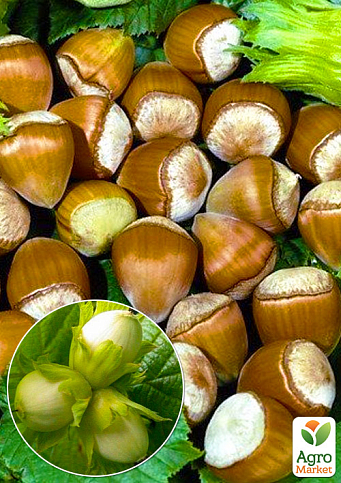 Эксклюзив! Фундук "Королевский" (Royal) (премиальный, высокоурожайный сорт, среднего срока созревания, садить по 2 шт)