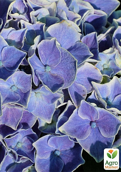 Гортензия крупнолистная "Saxon Candy Heart Blue"15