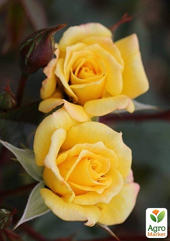 Троянда плетиста "Лаура Форд" (саджанець класу АА+) вищий сорт