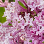 Бузок дрібнолистий "Flowerfesta Рink"