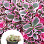 Очиток "Tricolor" (Sedum spurium)