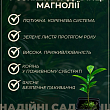 Магнолія "Judy" (Джуді) купить