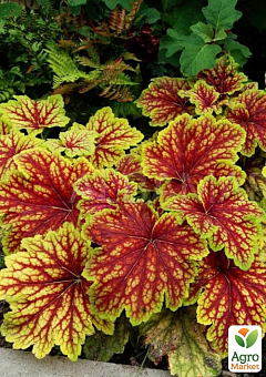 Гейхера (Heuchera) "Red Lightning" С1 (высота 15-30см) 1 саженец в упаковке