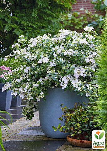 Гортензия ампельная "Runawai Bride"