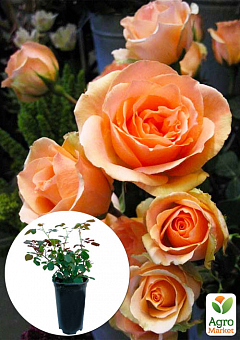 Троянда в контейнері чайно-гібридна "Versilia" (саджанець класу АА+)2