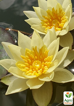 LMTD Нимфея (водяная лилия) "Pygmaea Helvola" (корневище)12