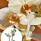 Орхідея (Phalaenopsis) "Tiger Gold"