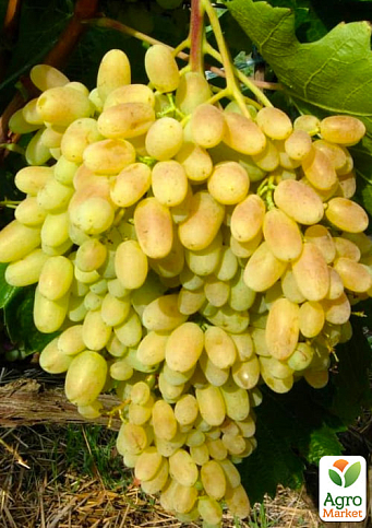 Ексклюзив! Виноград яскраво-жовтий "Кашеміровий туман" (Cashmere mist) (преміальний сорт, морозостійкий кишмиш, суперраннього терміну дозрівання)