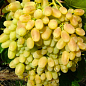 Ексклюзив! Виноград яскраво-жовтий "Кашеміровий туман" (Cashmere mist) (преміальний сорт, морозостійкий кишмиш, суперраннього терміну дозрівання)