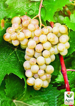 Виноград "Рислінг Рейн" (винний сорт, пізній термін дозрівання, має тривалий термін зберігання ягід)2