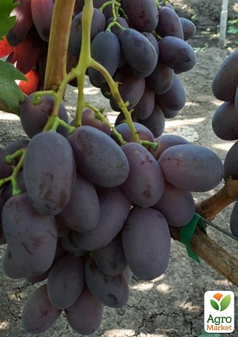 Виноград "Дамасская Красавица" (сверхранний, крупный, сладкий сорт) - фото 5