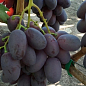 Виноград "Дамасская Красавица" (сверхранний, крупный, сладкий сорт)