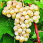 Виноград "Рислінг Рейн" (винний сорт, пізній термін дозрівання, має тривалий термін зберігання ягід)