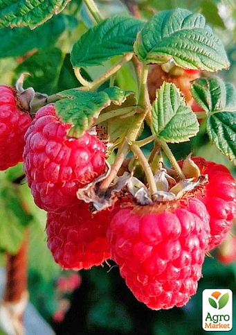 Малина "Червона королева" (безшипний високоврожайний та морозостійкий сорт) 1-річний саджанець