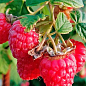 Малина "Червона королева" (безшипний високоврожайний та морозостійкий сорт) 1-річний саджанець